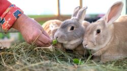 How to Bond With Your Pet Rabbit Naturally