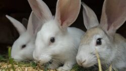 Common Rabbit Care Mistakes and How to Avoid Them