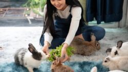 Daily Rabbit Care Routine for Busy Bunny Owners