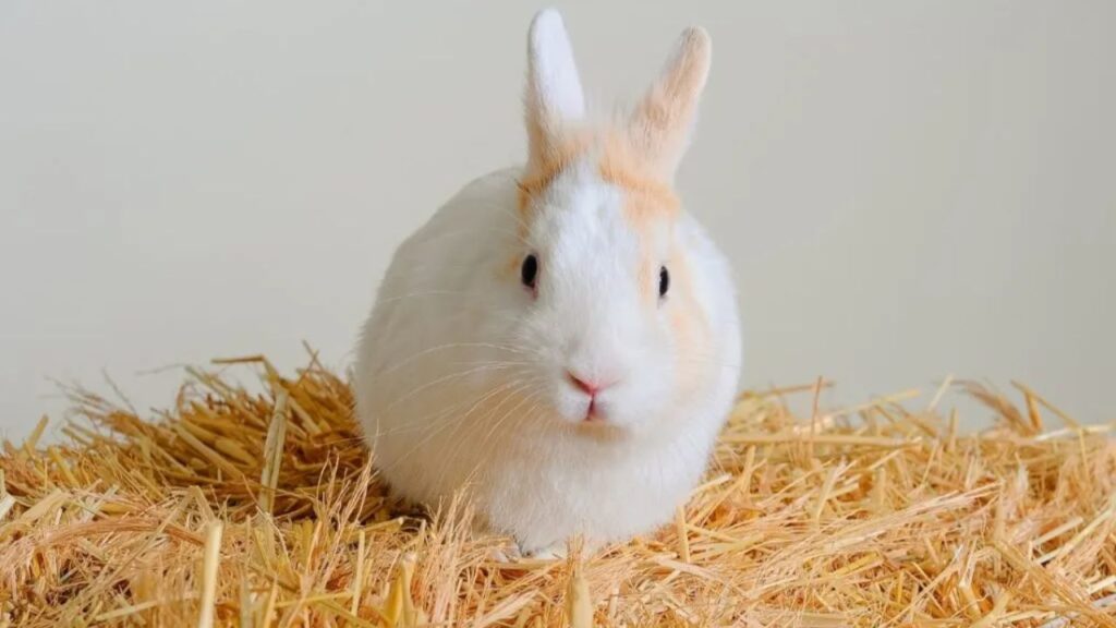 Feeding Tips for Pet Rabbits