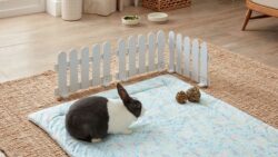 Indoor vs Outdoor Rabbit Housing: Pros, Cons, and Safety Tips