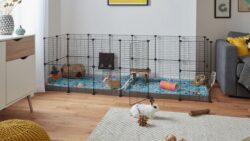 Only Buns Rabbitat Tips: Outdoor and Indoor Bunny Spaces That Really Work