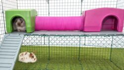 Rabbitat Guide: How to Create a Safe and Happy Habitat for Pet Rabbits