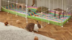 Rabbitat Setup Ideas for Healthy, Active, and Relaxed Pet Rabbits