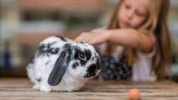 Understanding Rabbit Behaviour: What Your Bunny Is Trying to Tell You